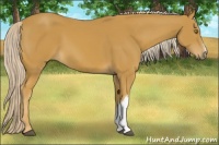Horse Color:Palomino