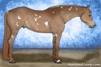 Horse Color:White Spotted Liver Chestnut 