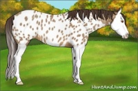 Horse Color:Sable Champagne Sabino Splash Appaloosa 