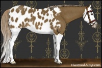 Horse Color:Chocolate Palomino Splash Appaloosa