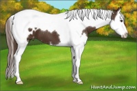 Horse Color:Liver Chestnut Splash Tobiano Appaloosa 