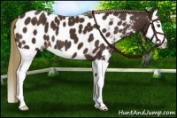 Horse Color:Liver Chestnut Splash Appaloosa 