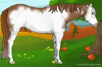 Horse Color:Chestnut Splash Frame 