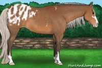 Horse Color:Silver Brown Sabino Appaloosa 