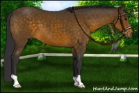Horse Color:Buckskin 