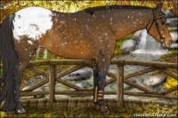 Horse Color:Buckskin Snowcap 
