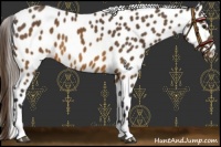 Horse Color:Buckskin Leopard 