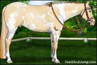 Horse Color:White Spotted Buckskin Pearl 