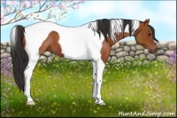 Horse Color:Brown Tobiano 