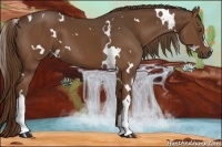 Horse Color:White Spotted Liver Chestnut