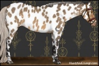 Horse Color:Silver Buckskin Dun Appaloosa 