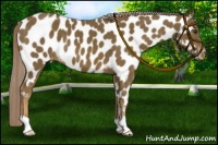 Horse Color:Chocolate Palomino Appaloosa 