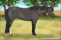 Horse Color:Black 