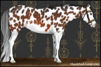 Horse Color:Bay Splash Appaloosa 