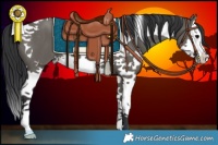 Horse Color:Grullo Splash Tobiano