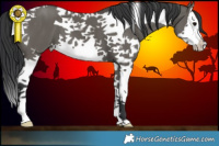 Horse Color:Grullo Splash Tobiano 