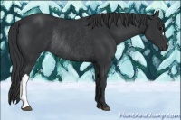 Horse Color:Black Rabicano 
