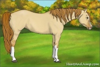 Horse Color:Red Dun Roan Splash Frame Rabicano 