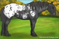 Horse Color:Black Appaloosa 