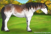 Horse Color:White Spotted Bay 