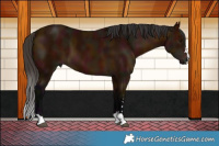 Horse Color:Midnight Bay 