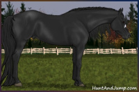 Horse Color:Gray Black 