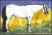 Horse Color:Brown Appaloosa 