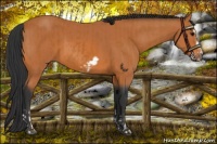 Horse Color:Bay Splash Frame and Bay Frame