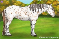 Horse Color:Buckskin Near Leopard  and Buckskin Near Leopard 