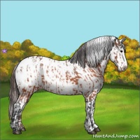 Horse Color:Brown Appaloosa and White Spotted Brown Appaloosa