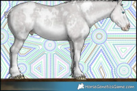 Horse Color:Platinum White Spotted Silver Classic Cream Champagne Dun Splash 