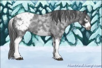 Horse Color:White Spotted Blue Roan Splash Frame Appaloosa