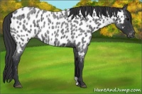 Horse Color:Blue Roan Appaloosa