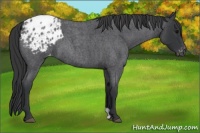 Horse Color:Blue Roan Appaloosa