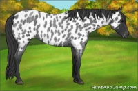 Horse Color:Blue Roan Near Leopard 