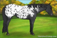 Horse Color:Blue Roan Appaloosa