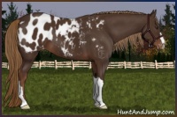 Horse Color:Liver Chestnut Appaloosa 