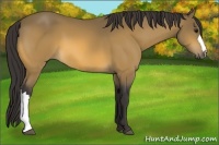 Horse Color:Buckskin 