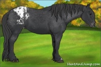 Horse Color:Black Appaloosa