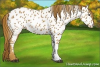 Horse Color:Chestnut Appaloosa 