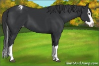 Horse Color:Black Splash Appaloosa 
