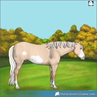 Horse Color:Silver Amber Champagne Dun Frame