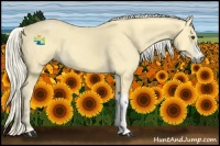 Horse Color:Palomino 