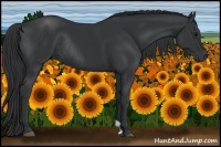 Horse Color:Black Rabicano 