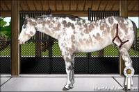 Horse Color:White Spotted Brown Dun Splash Tobiano Near Leopard  and White Spotted Brown Dun Near Leopard 