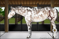 Horse Color:White Spotted Brown Dun Splash Tobiano Appaloosa  and White Spotted Brown Dun Appaloosa 