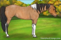 Horse Color:Bay Roan Tobiano