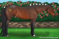 Horse Color:Brown Roan 
