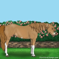 Horse Color:Chestnut Tobiano Frame 