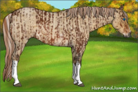 Horse Color:Gray White Spotted Silver Bay Splash  and Gray Chocolate Palomino Roan Dun 